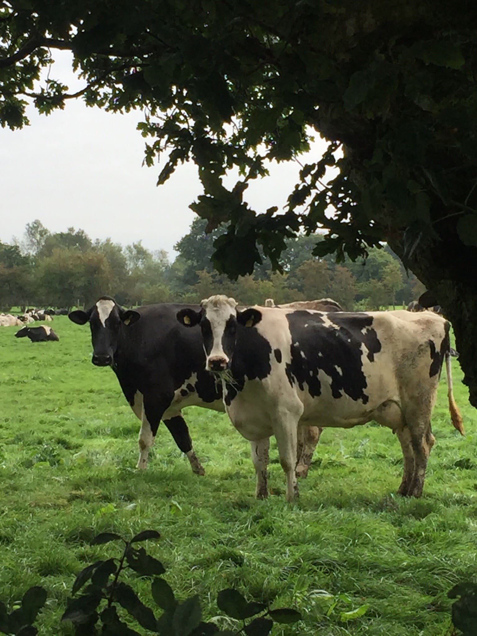 cow cow